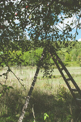 ladder near an apple tree