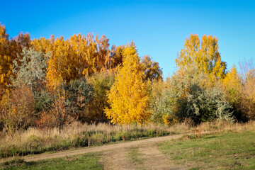 Fototapeta premium Gravel road, colorful broadleaf foliage in the autumn forest. Indian summer.
