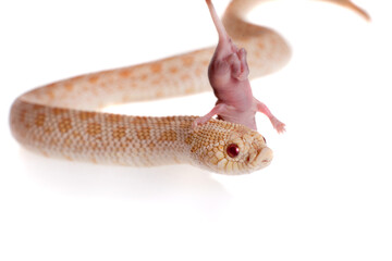 Western hog-nosed snake, Heterodon nasicus against white background