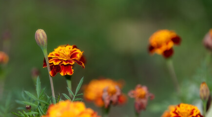 marigold flowers