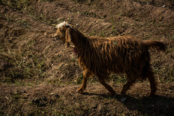 A Goat in the Fields