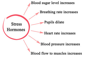 Six Effects of Stress Hormones