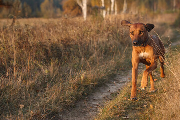 Rhodesian Ridgeback runs through an autumn field at sunset