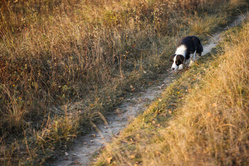 Naklejka na ściany i meble Border Collie goes on the autumn dry field