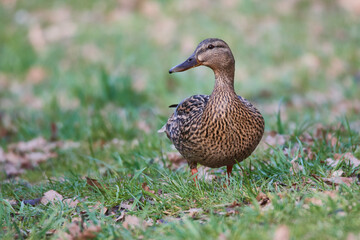 Stockente auf einer Wiese