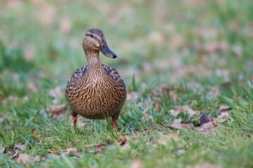 Stockente auf einer Wiese