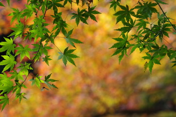 バックにカラフルなモミジ、手前に緑色のモミジ
Colorful maple on the back, green maple on the front