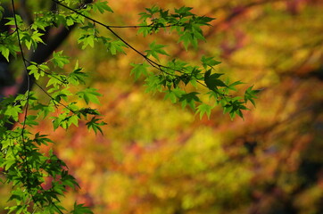 バックにカラフルなモミジ、手前に緑色のモミジ
Colorful maple on the back, green maple on the front