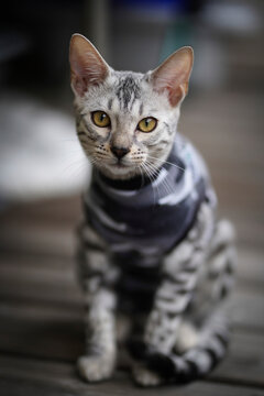 Bengal cat kitten wearing camouflage suit