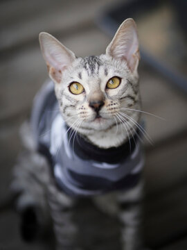 Bengal cat kitten wearing camouflage suit