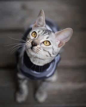 Bengal cat kitten wearing camouflage suit