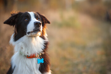 Portrait of a Border Collie against the background of an autumn yellow field