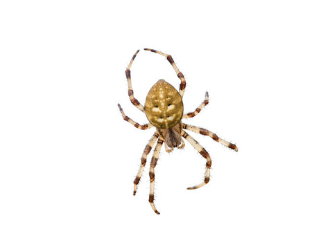 Four spot orb weaver spider isolated on white background. Close up Araneus quadratus garden arachnid cutout