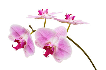 Purple orchid flower, Pink phalaenopsis (moth) orchid isolated on white background, with clipping...