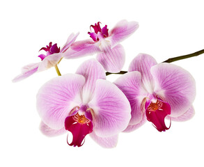 Fototapeta na wymiar Purple orchid flower, Pink phalaenopsis (moth) orchid isolated on white background, with clipping path
