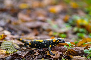 The fire salamander (Salamandra salamandra)  in forest