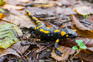 The fire salamander (Salamandra salamandra)  in forest