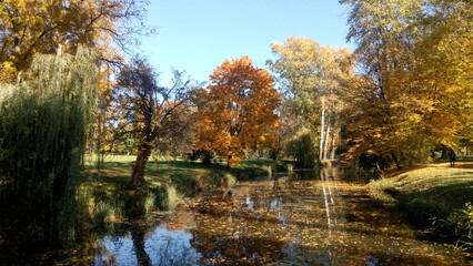 Obraz premium Autumn trees reflected in water. Scenic golden autumn in the park. Beautiful autumn landscape in the morning. 