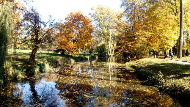 Autumn trees reflected in water. Scenic golden autumn in the park. Beautiful autumn landscape in the morning. © Liudmyla Leshchynets
