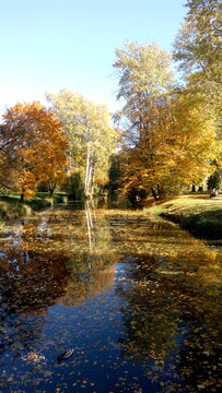 Autumn trees reflected in water. Scenic golden autumn in the park. Beautiful autumn landscape in the morning. © Liudmyla Leshchynets
