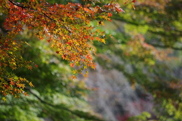 バックが緑色、手前にカラフルなモミジ
The back is green. Colorful maple in the foreground