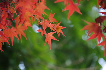 バックが緑色、手前にカラフルなモミジ
The back is green. Colorful maple in the foreground
