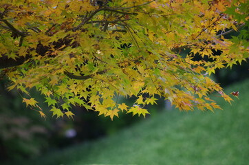 バックが緑色、手前にカラフルなモミジ
The back is green. Colorful maple in the foreground