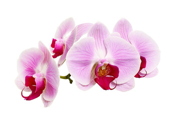 Purple orchid flower, Pink phalaenopsis (moth) orchid isolated on white background, with clipping path