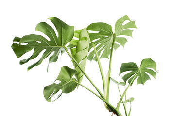 Monstera deliciosa leaf or Swiss cheese plant, isolated on white background, with clipping path