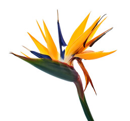 Strelitzia reginae flower with leaves, Bird of paradise flower, Tropical flower isolated on white background, with clipping path