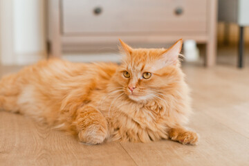 Fototapeta na wymiar Orange cat lying on the floor at cozy home