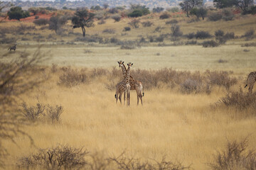 Naklejka na ściany i meble Two young giraffes are in the Kalahari Desert, Namibia.