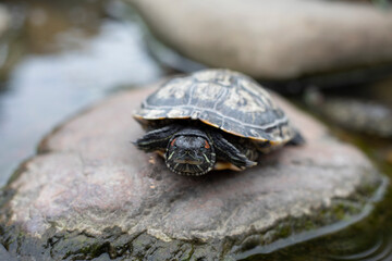 One turtle sits on a square in the park.