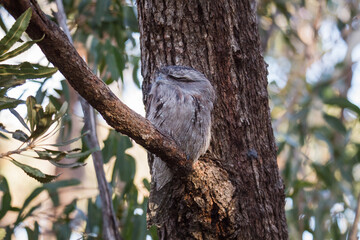 Obraz premium A Tawny Frogmouth birds huddled together on a branch of a tree.