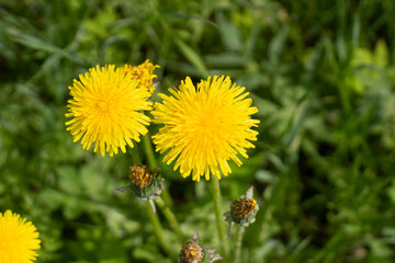 Yellow dandelions in the summer. Summer flowers. The beauty of nature.