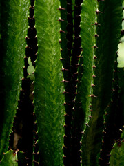 Naklejka premium green cactus close up