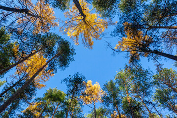 Autumn green and yellow trees against a blue sky. Autumn background. Low angle view trees forest