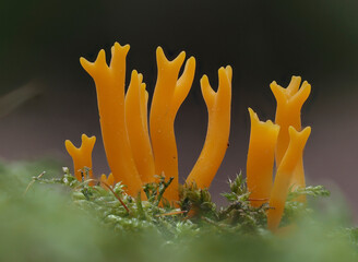 Klebriger Hörnling (Calocera viscosa)