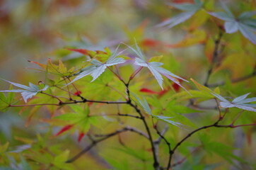 カラフルなモミジを近寄って撮影しました。
I took a close-up shot of a colorful maple.