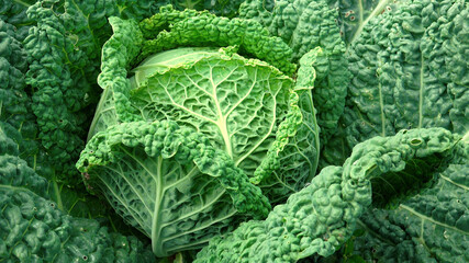 Ripen green curly cabbage in the garden - obrazy, fototapety, plakaty