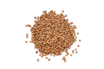 Dry organic brown lentil seed pile on white background, for healthy or carbohydrate food ingredient or agricultural product concept