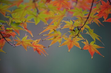 カラフルなモミジを近寄って撮影しました。
I took a close-up shot of a colorful maple.