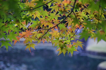 カラフルなモミジを近寄って撮影しました。
I took a close-up shot of a colorful maple.