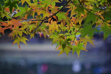 カラフルなモミジを近寄って撮影しました。
I took a close-up shot of a colorful maple.