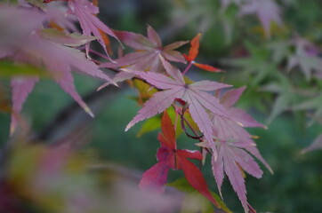 カラフルなモミジを近寄って撮影しました。
I took a close-up shot of a colorful maple.