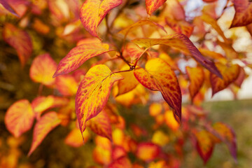 Autumn leaves of Syringa vulgaris (lilacs).