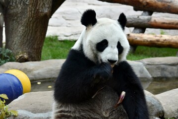 Obraz premium panda has lunch at the Moscow zoo