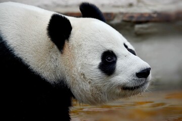 panda head at the Moscow zoo Moscow Russia October 2021