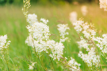Meadowsweet, or Labaznik (lat. Filipéndula) is a genus of perennial grasses of the Rosaceae family. Meadow on a sunny summer day.	