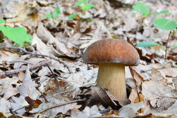 Boletus aereus or bronze bolete on dry oak leaves